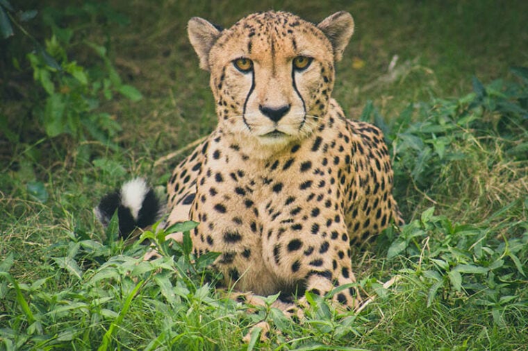 Cheetah lying on green grass