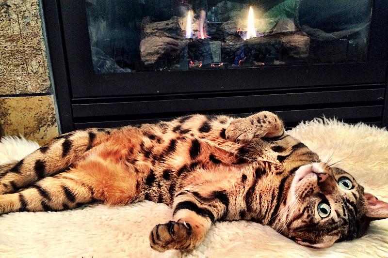 Chester the Cheetoh cat showing off his stomach markings in front of the fireplace