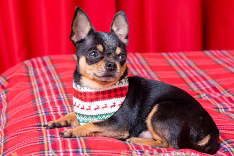 Chihuahua with a Christmas-themed bandana