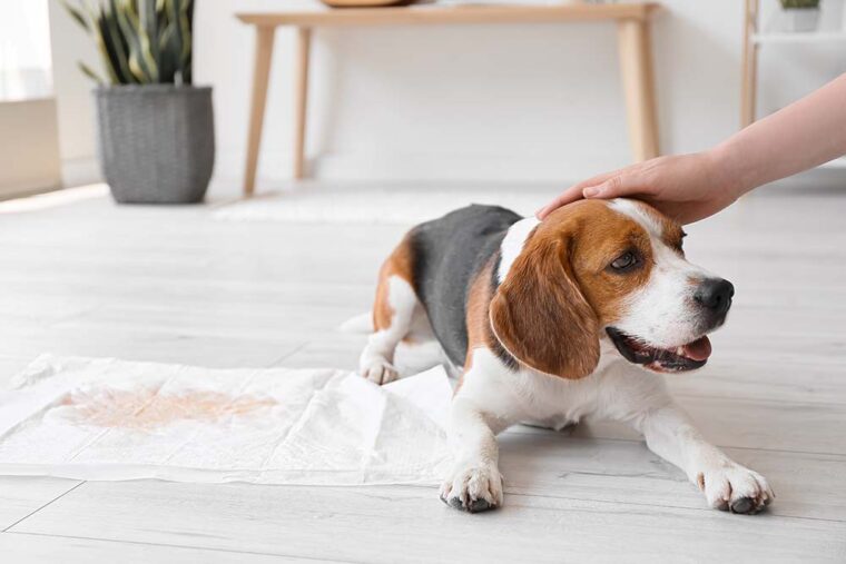 Cute Beagle Puppy dog near underpad with wet spot on floor