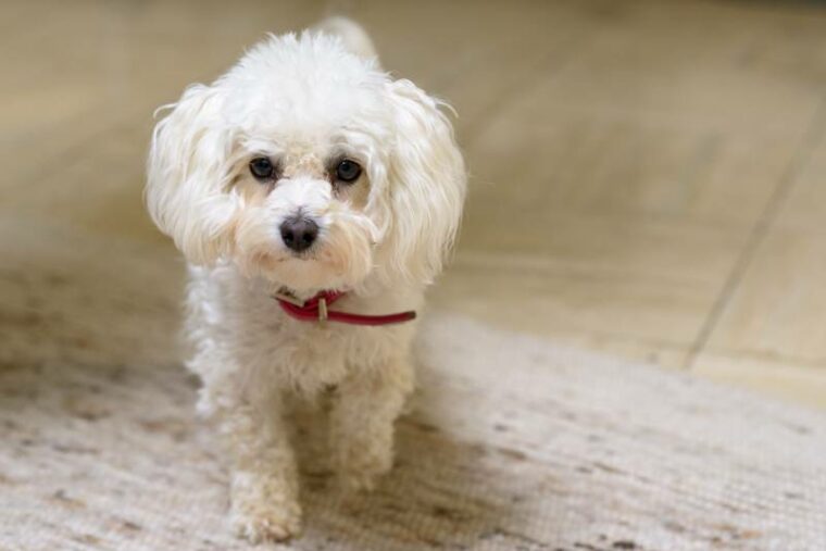 Cute little curly haired white toy poodle wearing a red collar staring curiously at the camera
