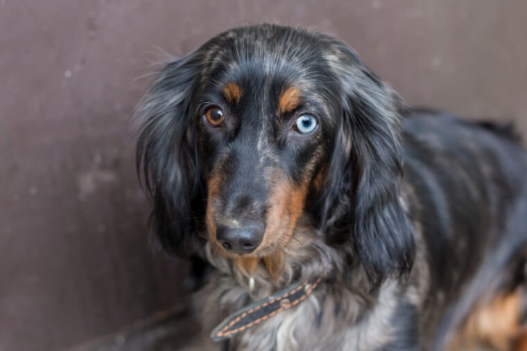 Dachshund with different eye color