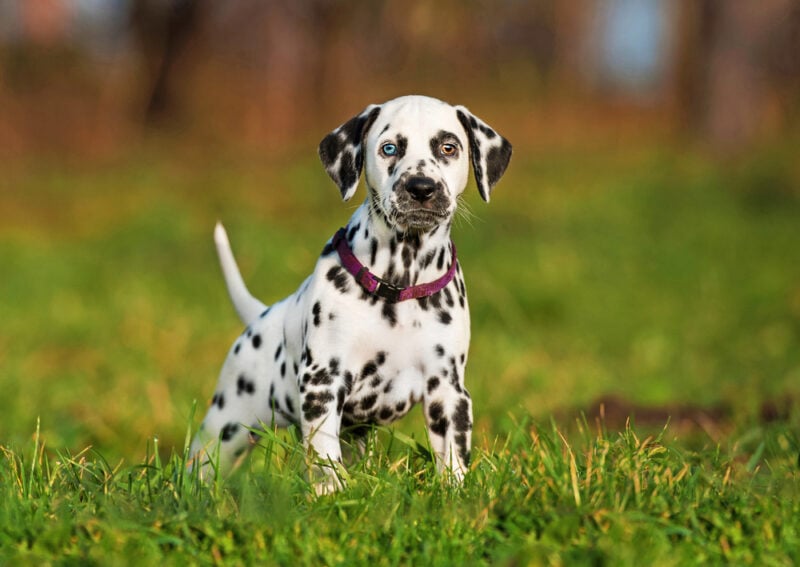 Dalmatian with different eye color