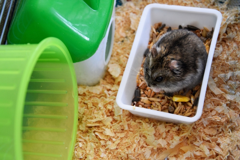 Djungarian hamster eating food in the cage