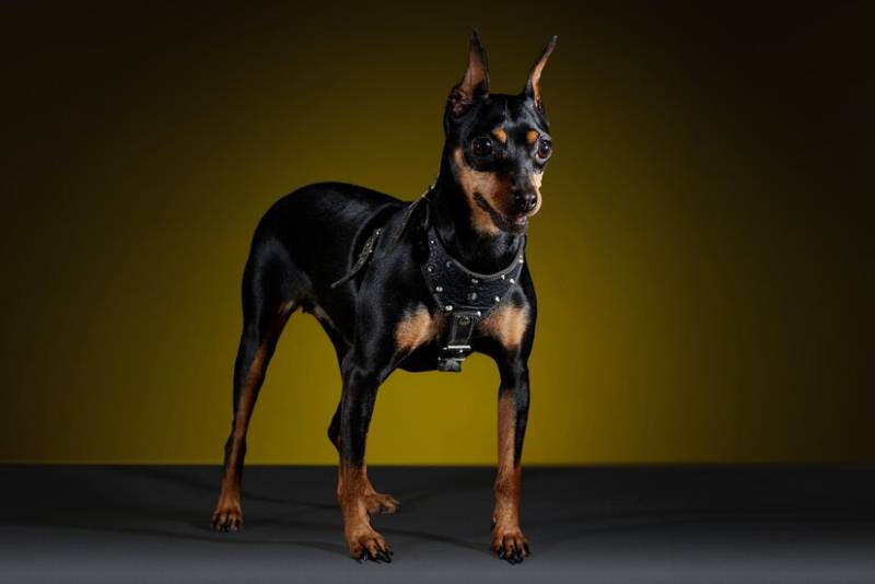 Doberman dog with bib posing for photo shoot in studio with yellow background