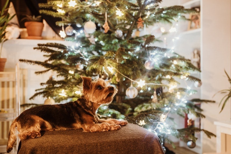 Dog beside a christmas tree
