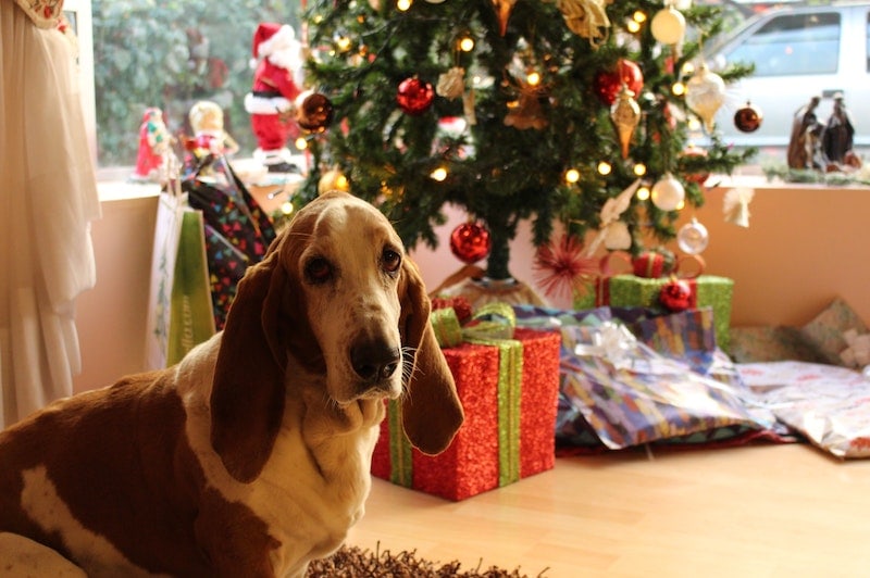 Dog beside christmas tree