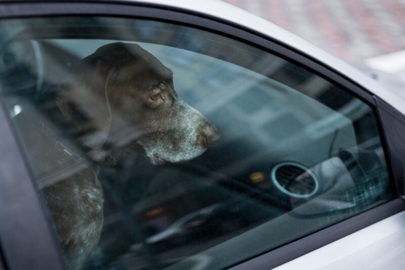 perro dentro de un coche