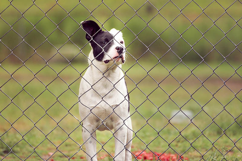 Perro mirando por encima de una valla