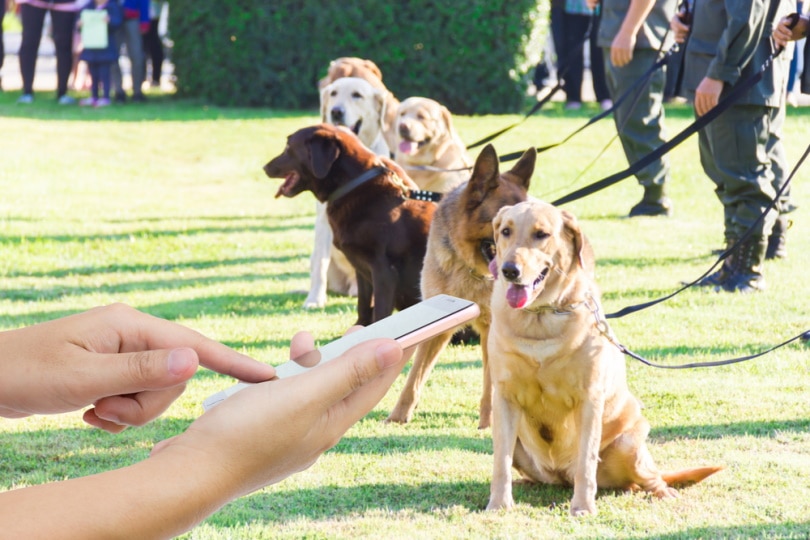 Los perros se entrenan con la aplicación de silbato para perros