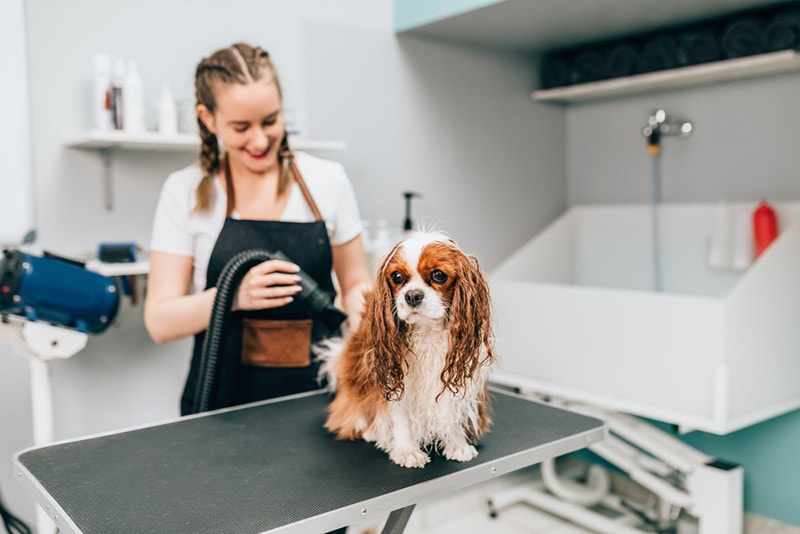 why do groomers shave king charles spaniel