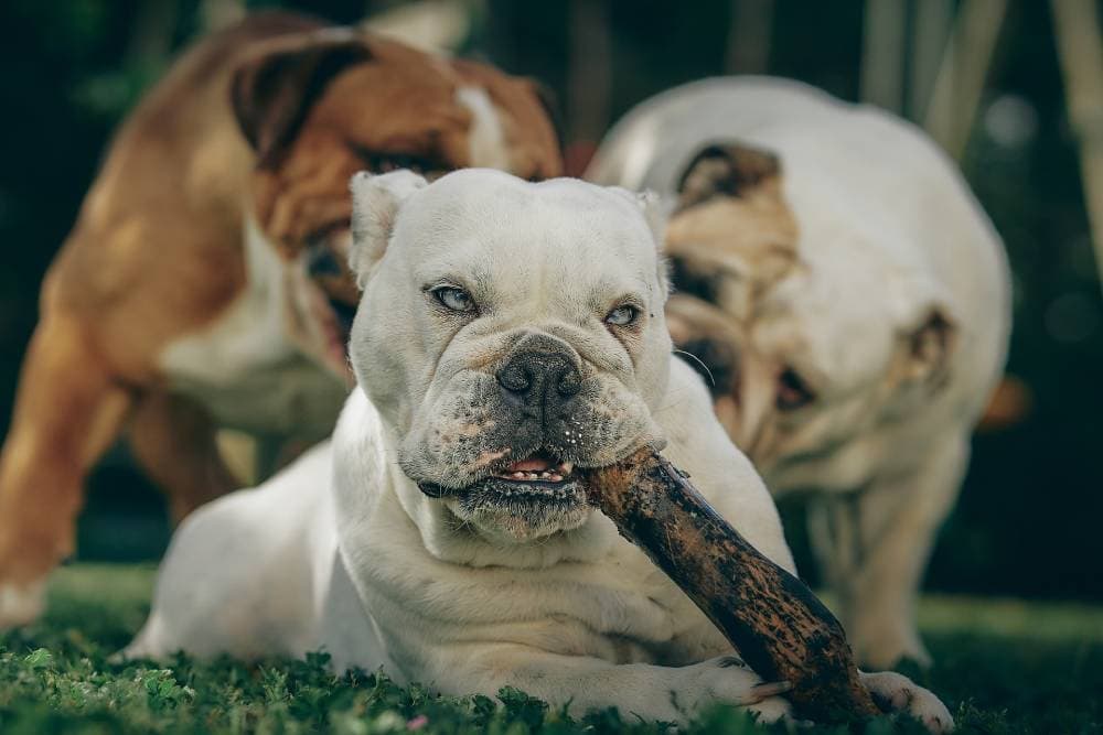 English bulldog eating a bone