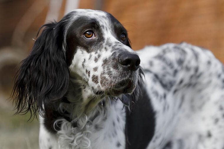 English setter dog looking at a distance