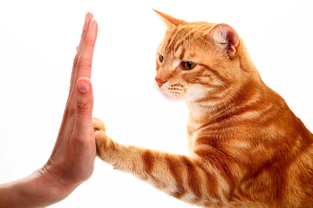 Ginger tabby cat high fiving a womans hand
