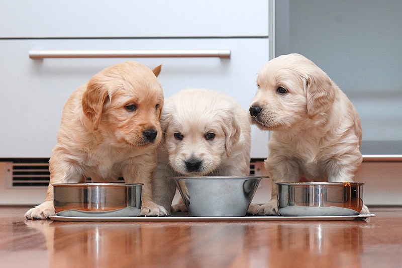 Golden Retriever Puppies eating food in the kitchen like little gourmets