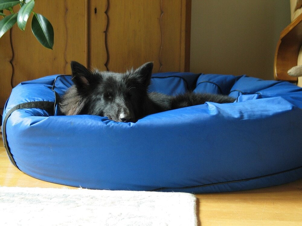 Groenendael sleeping on blue dog bed
