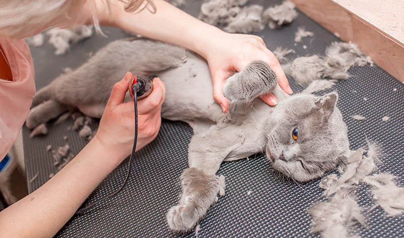 Groomer cuts and shaves a cat