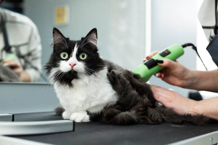 Grommer shaves a cat using an electric shaver