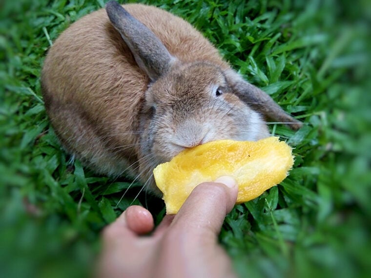 Holland Lops rabbit breed. A brown rabbit is eating mango in garden home