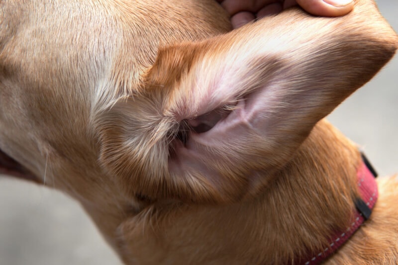 Interior of dog’s ear being held open for cleaning