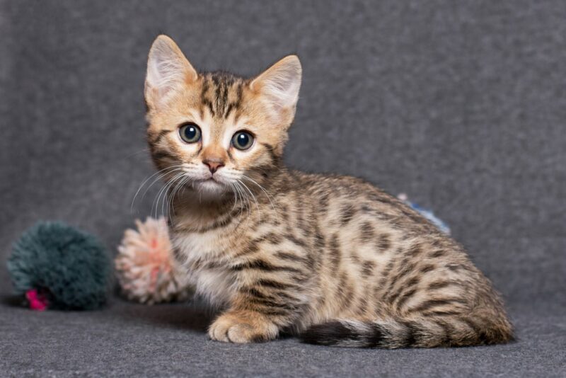 Kitten munchkin bengal cat