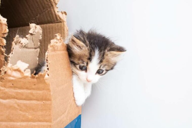 Little fluffy kitten playing with a box