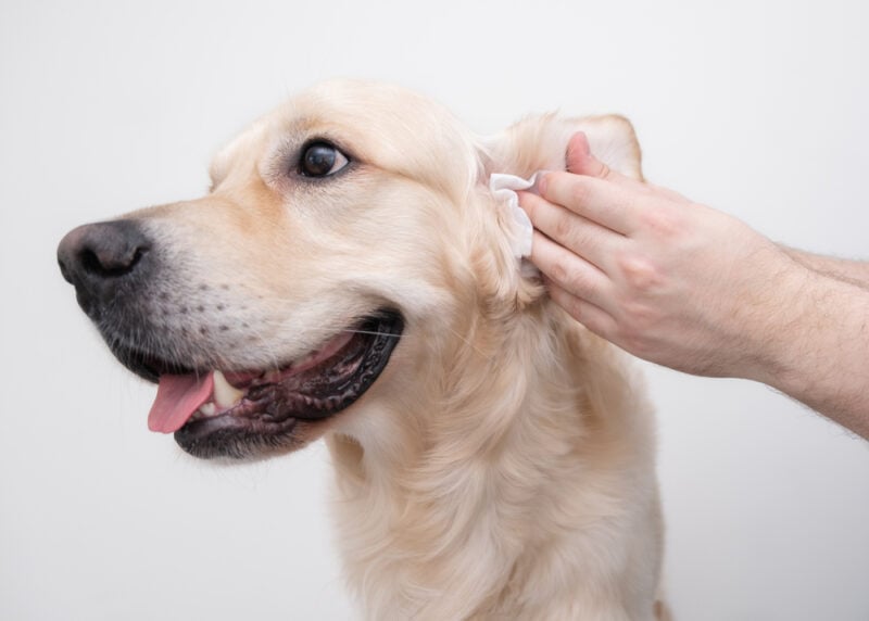 Man is cleaning the dog's ears