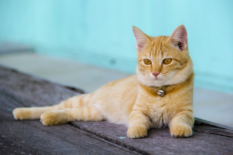 Orange Cat With Bell Collar