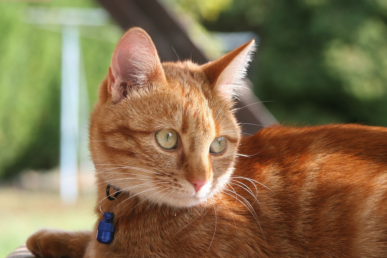 Orange tubby cat with collar