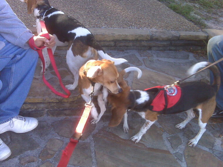 Ozzy, Toby and Becca The Bed Bug Scent Detection Beagles
