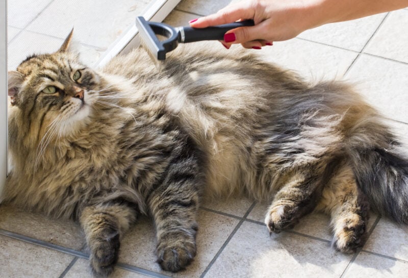Person brushing a siberian cat lying on floor