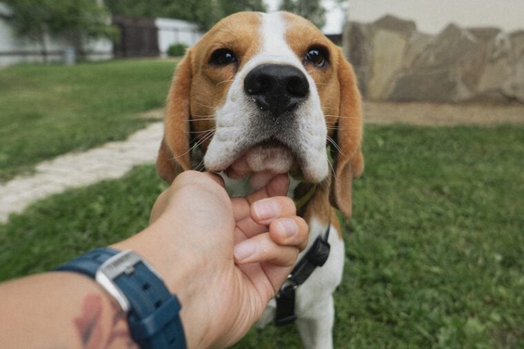 Person touching a beagle's chin