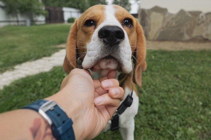 Persona tocando la barbilla de un beagle
