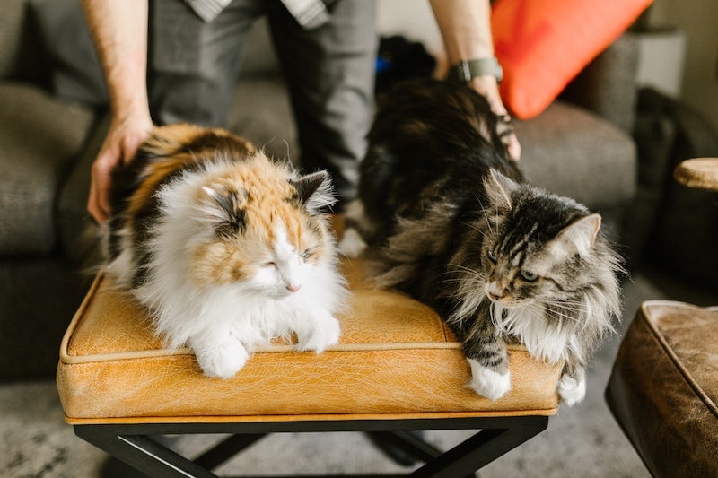 Person touching two maine coon cats