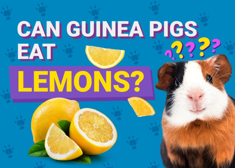 Can Guinea Pigs Eat_lemons
