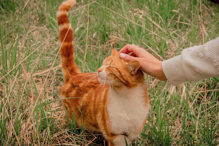 Petting an Affectionate Cat