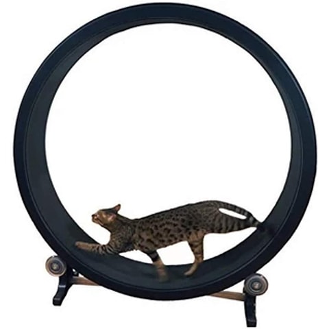 QNMM Cat Exercise Wheel
