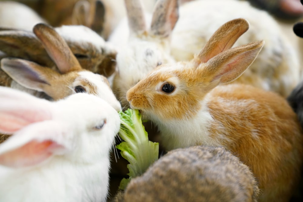Rabbits eating chinese cabbage