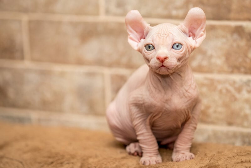 Sphynx with different eye color