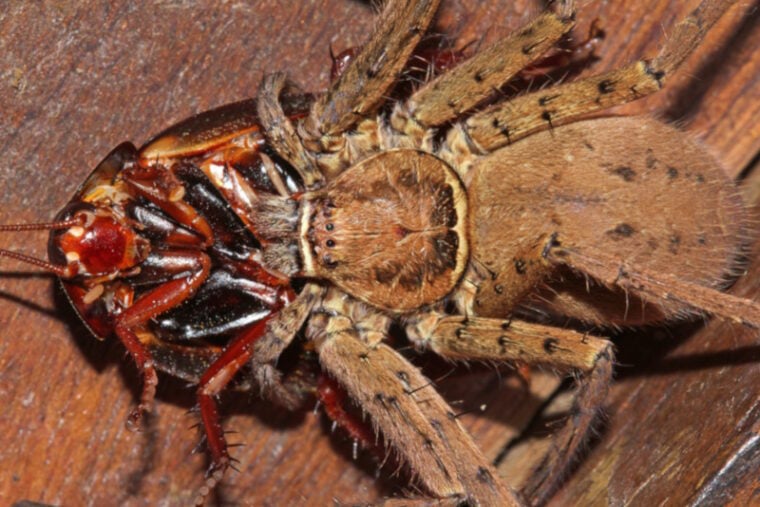 Tarantula spider eating a roach