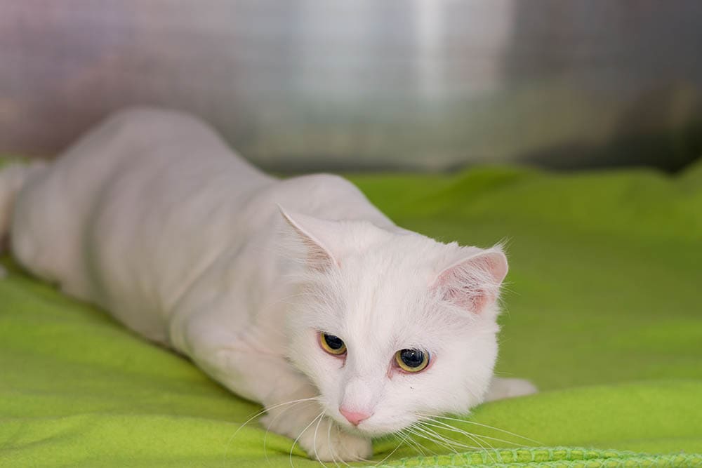 Turkish angora cat after haircut en el veterinario clínico