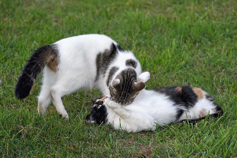Two Cats playing outside