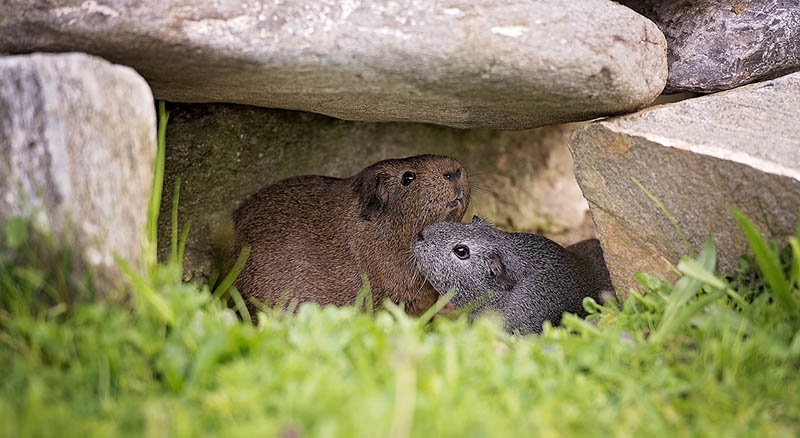 Two Guinea pigs under the rocks