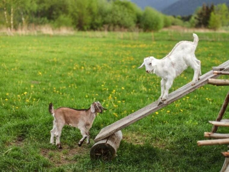 Two young goat kids playing on wooden board, meadow with dandelions in background