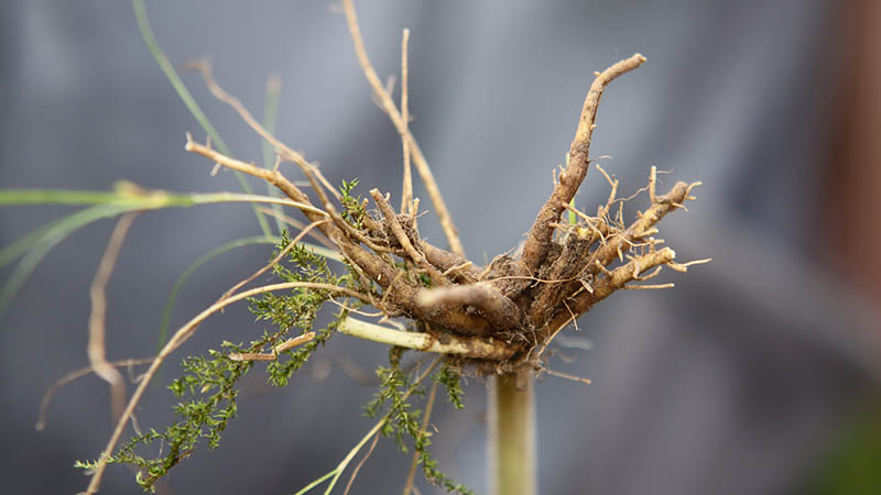 Valeriana root