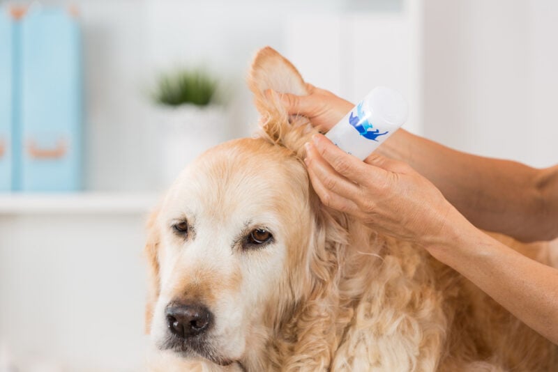 Veterinarian performing cleaning hearing en dog Golden Retriever