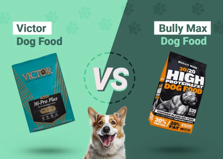 Victor vs Bully Max Dog Food - Featured Image