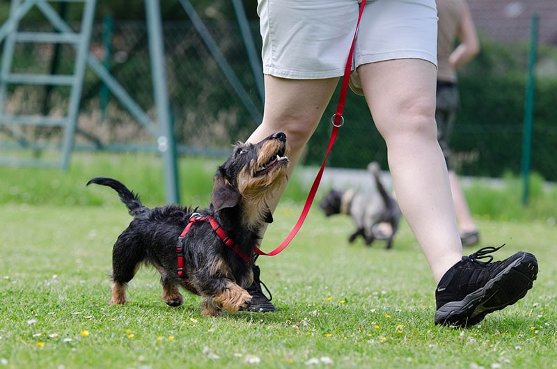 Wire-haired Dachshund walking with owner