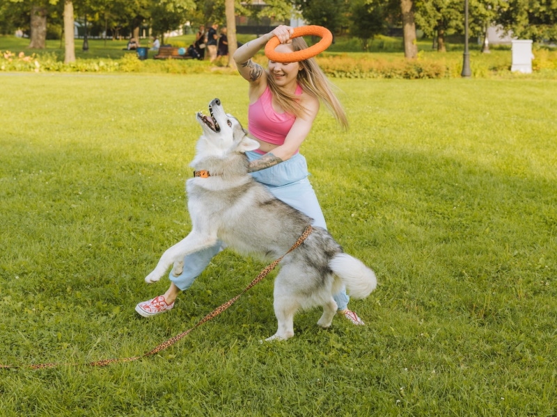 Mujer burlándose de husky con juguete