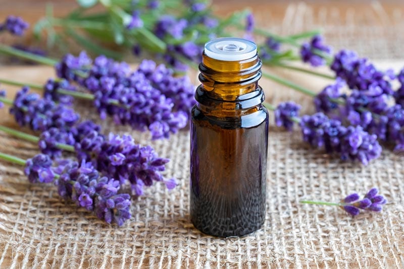 a bottle of essential oil with fresh lavender